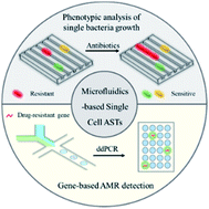 Graphical abstract: Microfluidic systems for rapid antibiotic susceptibility tests (ASTs) at the single-cell level