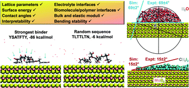 Graphical abstract: Interpretable molecular models for molybdenum disulfide and insight into selective peptide recognition