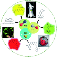 Graphical abstract: Small-molecule fluorescent probes for imaging gaseous signaling molecules: current progress and future implications