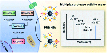 Graphical abstract: Protease-responsive mass barcoded nanotranslators for simultaneously quantifying the intracellular activity of cascaded caspases in apoptosis pathways