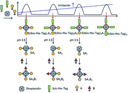 Graphical abstract: Multifunctional streptavidin–biotin conjugates with precise stoichiometries