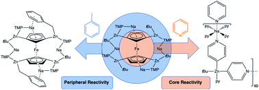 Graphical abstract: A regioselectively 1,1′,3,3′-tetrazincated ferrocene complex displaying core and peripheral reactivity