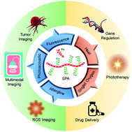 Graphical abstract: Grafted semiconducting polymer amphiphiles for multimodal optical imaging and combination phototherapy