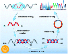 Graphical abstract: Precise sequencing of single protected-DNA fragment molecules for profiling of protein distribution and assembly on DNA