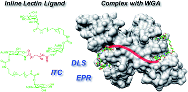Graphical abstract: Precipitation-free high-affinity multivalent binding by inline lectin ligands