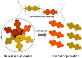 Graphical abstract: Transformation from helical to layered supramolecular organization of asymmetric perylene diimides via multiple intermolecular hydrogen bonding