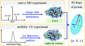 Graphical abstract: Rapid 3-dimensional shape determination of globular proteins by mobility capillary electrophoresis and native mass spectrometry
