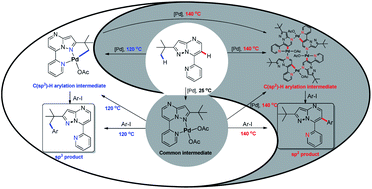 Graphical abstract: Temperature-modulated selective C(sp3)–H or C(sp2)–H arylation through palladium catalysis