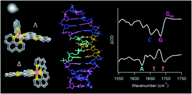 Graphical abstract: Understanding the factors controlling the photo-oxidation of natural DNA by enantiomerically pure intercalating ruthenium polypyridyl complexes through TA/TRIR studies with polydeoxynucleotides and mixed sequence oligodeoxynucleotides