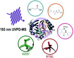Graphical abstract: Elusive structural changes of New Delhi metallo-β-lactamase revealed by ultraviolet photodissociation mass spectrometry