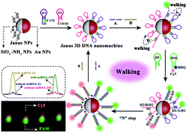 Graphical abstract: A Janus 3D DNA nanomachine for simultaneous and sensitive fluorescence detection and imaging of dual microRNAs in cancer cells