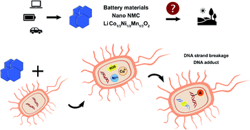 Graphical abstract: Nanoscale battery cathode materials induce DNA damage in bacteria