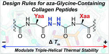 Graphical abstract: Rules for the design of aza-glycine stabilized triple-helical collagen peptides
