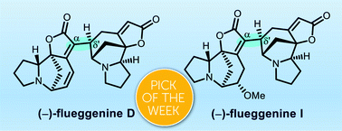 Graphical abstract: Total synthesis of dimeric Securinega alkaloids (−)-flueggenines D and I