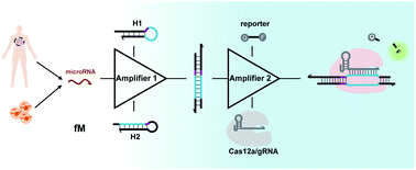Graphical abstract: Integrating CRISPR-Cas12a with a DNA circuit as a generic sensing platform for amplified detection of microRNA