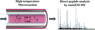 Graphical abstract: Fast protein analysis enabled by high-temperature hydrolysis