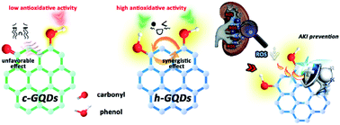 Graphical abstract: Phenol-like group functionalized graphene quantum dots structurally mimicking natural antioxidants for highly efficient acute kidney injury treatment