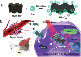 Graphical abstract: Enhancing the photodynamic therapy efficacy of black phosphorus nanosheets by covalently grafting fullerene C60