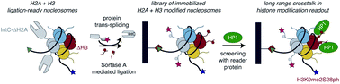Graphical abstract: Examining histone modification crosstalk using immobilized libraries established from ligation-ready nucleosomes