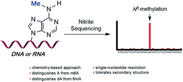 Graphical abstract: Single-nucleotide resolution of N6-adenine methylation sites in DNA and RNA by nitrite sequencing