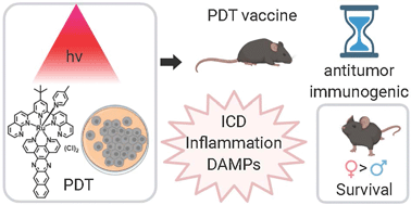 Graphical abstract: Near-infrared absorbing Ru(ii) complexes act as immunoprotective photodynamic therapy (PDT) agents against aggressive melanoma