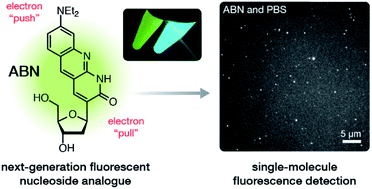 Graphical abstract: Single-molecule fluorescence detection of a tricyclic nucleoside analogue