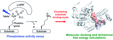 Graphical abstract: Combining free energy calculations with tailored enzyme activity assays to elucidate substrate binding of a phospho-lysine phosphatase