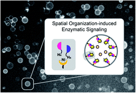 Graphical abstract: Dynamic spatial and structural organization in artificial cells regulates signal processing by protein scaffolding