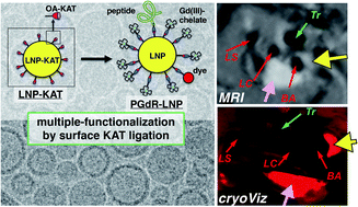 Graphical abstract: LDL-mimetic lipid nanoparticles prepared by surface KAT ligation for in vivo MRI of atherosclerosis