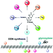 Graphical abstract: Retracted Article: Divergent synthesis of 5-substituted pyrimidine 2′-deoxynucleosides and their incorporation into oligodeoxynucleotides for the survey of uracil DNA glycosylases