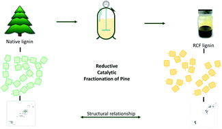 Graphical abstract: Reductive catalytic fractionation of pine wood: elucidating and quantifying the molecular structures in the lignin oil