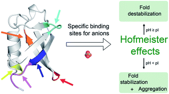 Graphical abstract: Anion binding to ubiquitin and its relevance to the Hofmeister effects
