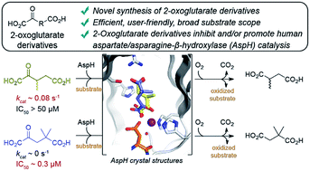 Graphical abstract: Synthesis of 2-oxoglutarate derivatives and their evaluation as cosubstrates and inhibitors of human aspartate/asparagine-β-hydroxylase