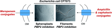 Graphical abstract: Enterobactin- and salmochelin-β-lactam conjugates induce cell morphologies consistent with inhibition of penicillin-binding proteins in uropathogenic Escherichia coli CFT073