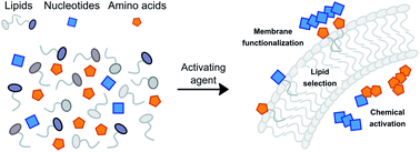Graphical abstract: Activation chemistry drives the emergence of functionalised protocells
