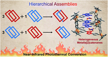Graphical abstract: A hierarchical assembly strategy for near-infrared photothermal conversion: unconventional heterogeneous metalla[2]catenanes