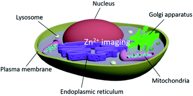 Graphical abstract: Subcellular localised small molecule fluorescent probes to image mobile Zn2+