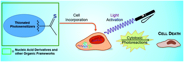 Graphical abstract: Thionated organic compounds as emerging heavy-atom-free photodynamic therapy agents