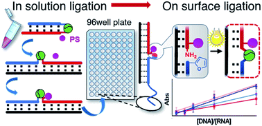 Graphical abstract: Visible-light triggered templated ligation on surface using furan-modified PNAs