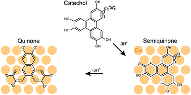 Graphical abstract: Copper-assisted oxidation of catechols into quinone derivatives