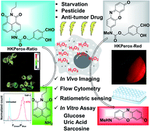 Graphical abstract: Fluorescent probes for in vitro and in vivo quantification of hydrogen peroxide