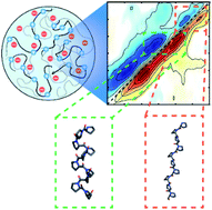 Graphical abstract: Does liquid–liquid phase separation drive peptide folding?