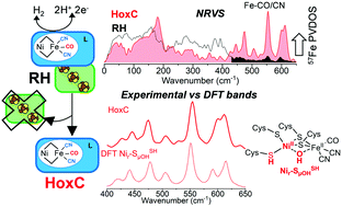 Graphical abstract: Hydroxy-bridged resting states of a [NiFe]-hydrogenase unraveled by cryogenic vibrational spectroscopy and DFT computations