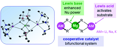 Graphical abstract: Main group bimetallic partnerships for cooperative catalysis