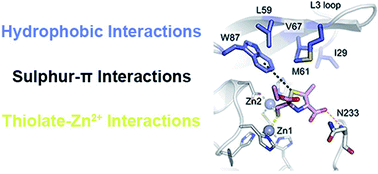 Graphical abstract: 2-Mercaptomethyl-thiazolidines use conserved aromatic–S interactions to achieve broad-range inhibition of metallo-β-lactamases