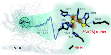 Graphical abstract: A [3Cu:2S] cluster provides insight into the assembly and function of the CuZ site of nitrous oxide reductase