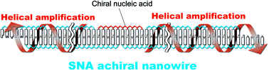 Graphical abstract: A helical amplification system composed of artificial nucleic acids