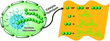 Graphical abstract: Synthetic glycosidases for the precise hydrolysis of oligosaccharides and polysaccharides