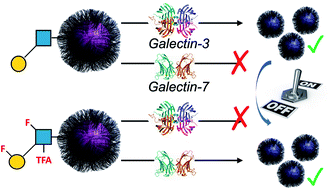 Graphical abstract: Introducing affinity and selectivity into galectin-targeting nanoparticles with fluorinated glycan ligands