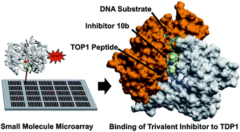 Graphical abstract: Small molecule microarray identifies inhibitors of tyrosyl-DNA phosphodiesterase 1 that simultaneously access the catalytic pocket and two substrate binding sites